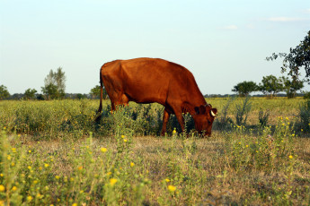 Картинка животные коровы буйволы зелЁнаЯ трава равнина лес корова рога