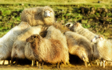 Картинка munchtime животные овцы бараны стая козы