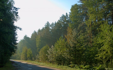 Картинка природа дороги дорога лес утро