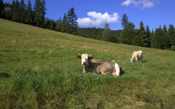 Картинка животные коровы буйволы деревья облака трава