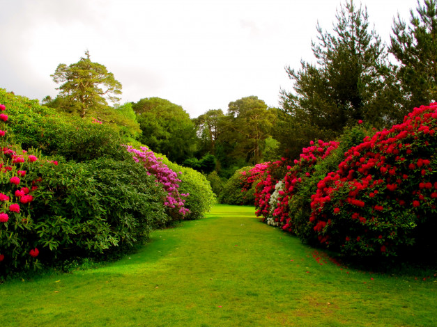 Обои картинки фото muckross, house, garden, ireland, природа, парк, сад