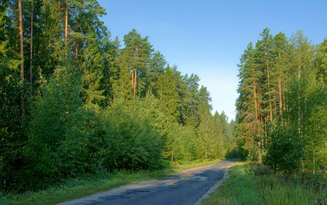 Обои картинки фото природа, дороги, лес, дорога