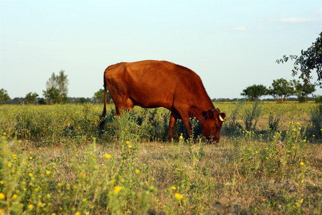 Обои картинки фото животные, коровы, буйволы, зелЁнаЯ, трава, равнина, лес, корова, рога