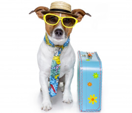 обоя юмор и приколы, пес, собака, джек-рассел, шляпа, чемодан, галстук, очки