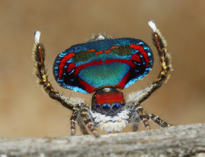 Картинка животные пауки паук макро джампер глазки лапки
