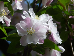 Картинка цветы цветущие+деревья+ +кустарники цветок лепестки ветка фон яблоня