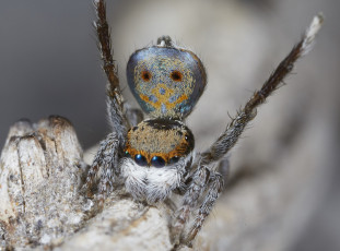 Картинка животные пауки лапки глазки паук макро джампер