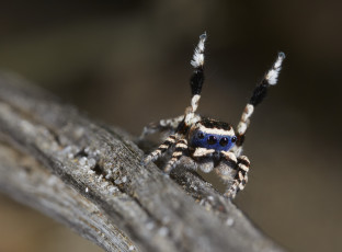 Картинка животные пауки джампер лапки паук танец