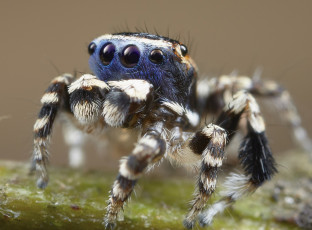 Картинка животные пауки лапки паук макро глазки джампер