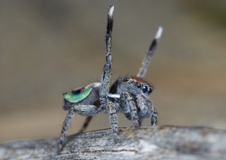 Картинка животные пауки паук джампер глазки макро лапки