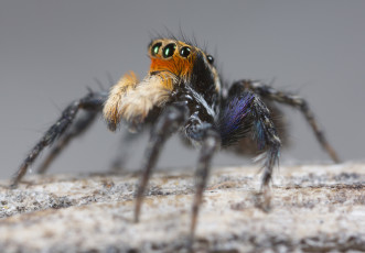 Картинка животные пауки джампер глазки лапки паук макро