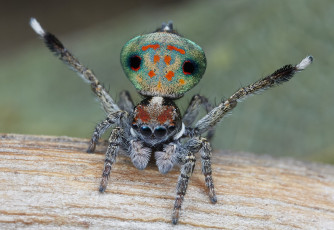 Картинка животные пауки глазки лапки макро паук джампер