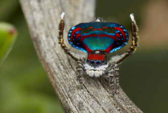 Картинка животные пауки джампер глазки лапки паук макро
