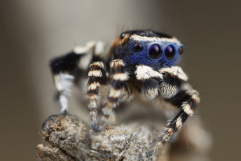 Картинка животные пауки глазки лапки паук макро джампер