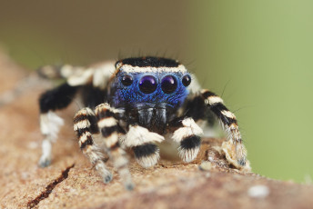 Картинка животные пауки макро джампер глазки лапки паук
