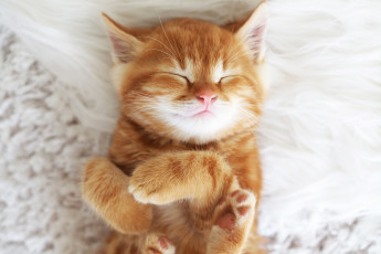 Картинка животные коты мордочка рыжий котенок cat kitten