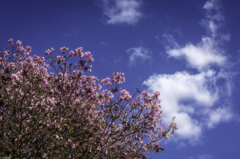 Картинка цветы цветущие+деревья+ +кустарники дерево небо розовые