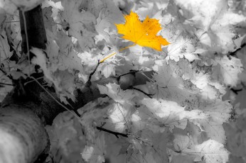 Картинка природа листья manfred sket клён осень