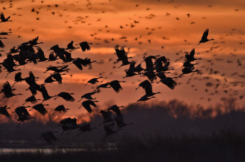 Картинка животные журавли закат полет силуэты птицы небо природа