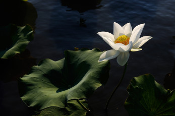 Картинка цветы лотосы цветок вода