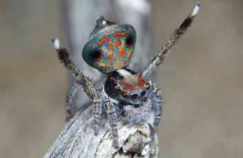 Картинка животные пауки макро джампер паук лапки глазки