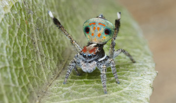 Картинка животные пауки глазки лапки джампер паук макро