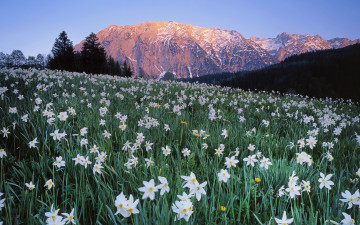 Картинка цветы нарциссы австрия деревья горы небо луг