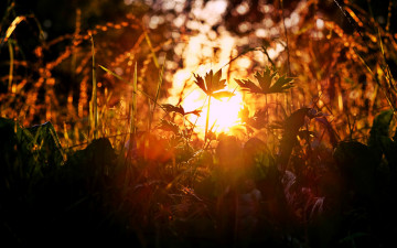 Картинка природа восходы закаты закат солнечные блики трава