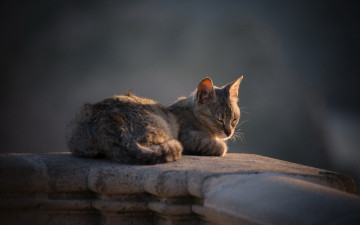 Картинка животные коты кошка фон взгляд
