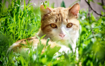 Картинка животные коты кот желтоглазый взгляд трава