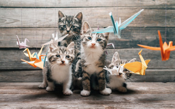 Картинка животные коты журавль оригами cats бумаги движение красочной смотрят изучают разные журавлики