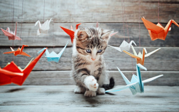 Картинка животные коты журавль усы котяра кот боке оригами бумаги cat размытость разные красочной изучение игра мордочка лапы хвост журавлики
