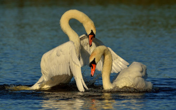 Картинка животные лебеди птицы вода крылья любовь парочка