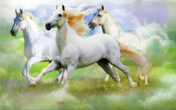Картинка животные лошади кони галоп жеребцы андалузские белые