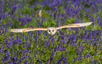 Картинка животные совы сова сипуха крылья птица обыкновенная луг колокольчики цветы полёт