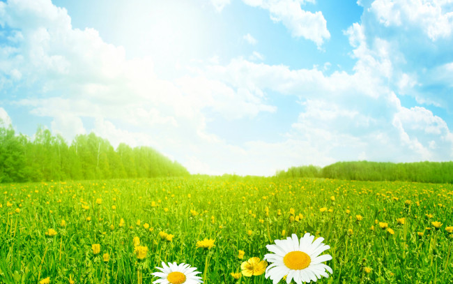 Обои картинки фото цветы, луговые , полевые,  цветы, лето, поле, луг, трава, небо, солнце, ромашки, облака