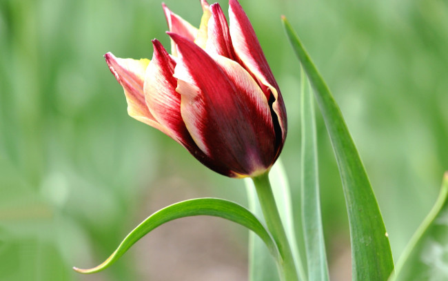 Обои картинки фото цветы, тюльпаны, пестрый, бутон, тюльпан