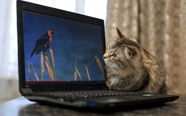 Обои картинки фото животные, коты, фон, ноутбук, кошка
