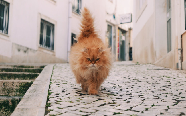 Обои картинки фото животные, коты, хвост, взгляд, морда, кошка, улица
