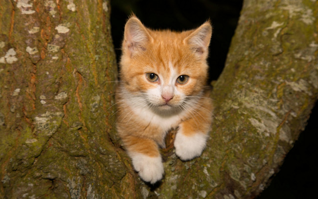 Обои картинки фото животные, коты, на, дереве, дерево, взгляд, рыжий, котёнок