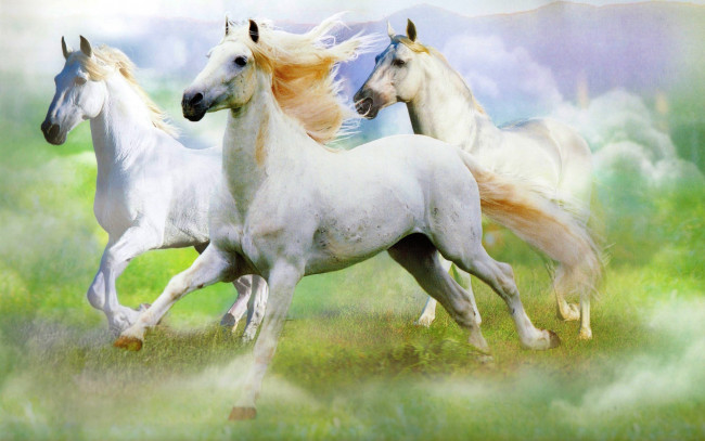 Обои картинки фото животные, лошади, кони, галоп, жеребцы, андалузские, белые