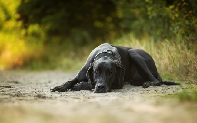 Обои картинки фото животные, собаки, собака, пес, дог, черный, датский, песок, трава, отдых