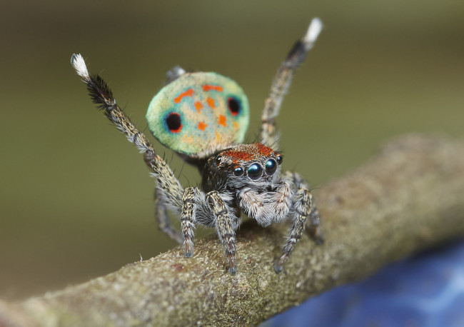 Обои картинки фото животные, пауки, джампер, глазки, лапки, паук, макро