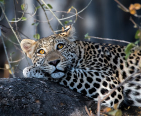 Картинка животные леопарды леопард красавец дикая кошка взгляд