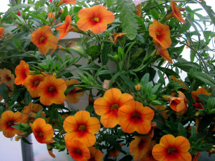 Картинка цветы петунии +калибрахоа оранжевый