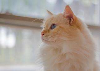 Картинка животные коты пушистая мордочка портрет взгляд кошка