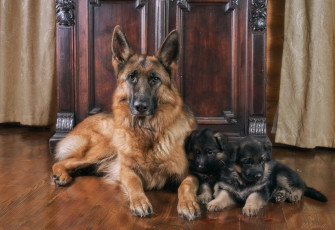 Картинка животные собаки немецкая овчарка щенки мама семья