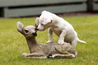 Картинка животные собаки щенок собака оленёнок скульптура джек-рассел-терьер