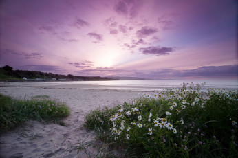 Картинка природа восходы закаты берег море ромашки