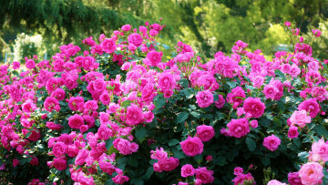 Картинка цветы розы киото Япония ботанический сад кусты